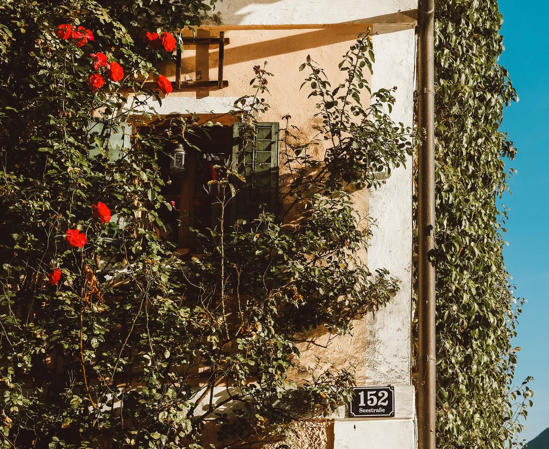 Begrünte Fassade eines österreichischen Wohnhauses mit roten Blüten